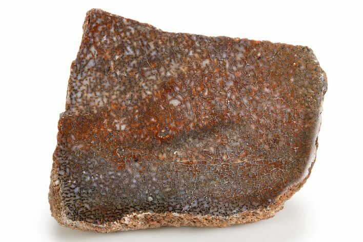 Polished Dinosaur Bone (Gembone) Section - Colorado #324201